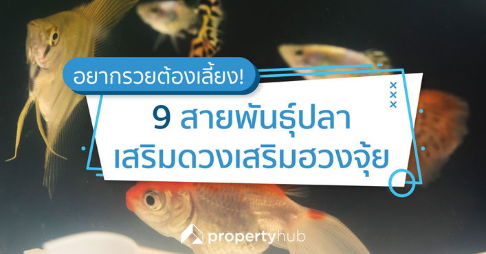 อยากรวยต้องเลี้ยง! 9 สายพันธุ์ปลา เสริมดวงเสริมฮวงจุ้ย