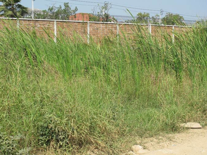 Land for sale, 468 sq wah, Sai Mai