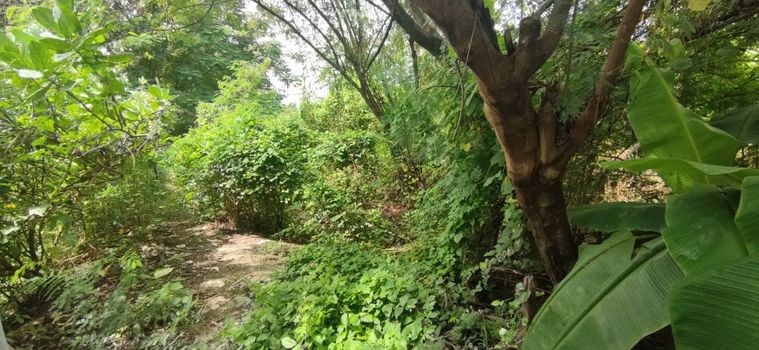 ขายที่ดิน 44 ตร.ว. เขตหนองแขม
