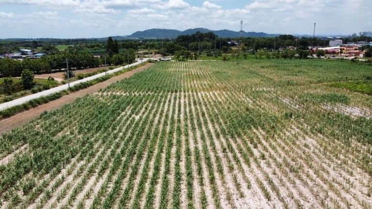 ที่ดินบ้านบึง โซนหนองไผ่แก้ว แปลงสวย ทำเลดี 