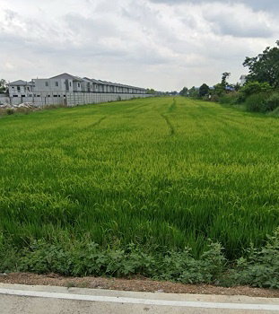 ขายที่ดิน ปทุมธานี คลองสอง คลองหลวง แปลงสวย รูปสี่เหลี่ยมผืนผ้า ขนาด 13-2-77 ไร่