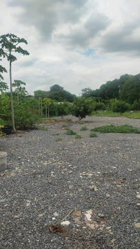 ขายที่ดินพัฒนาการ 30 เนื้อที่ 125 ตร.ว ขายถูก ซอยหมู่บ้านปัญญา ทำเลดี ไม่ลึก ไปทองหล่อ เอกมัย ทางด่วนพระราม 9 ใกล้สนามบินสุวรรณภูมิ  087-9074045