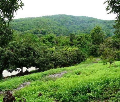 ที่เนินเขาสวยๆ วิวภูเขา อยู่ในชุมชน น้ำ ไฟ ถนน พร้อม โฉนดครุฑแดง 2.5 ไร่ ใกล้ รพ.แม่จัน