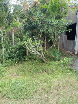 ที่ดินทำเลทอง 19.6 ตรว. บ้านพรุ หาดใหญ่ ใกล้ถนนใหญ่