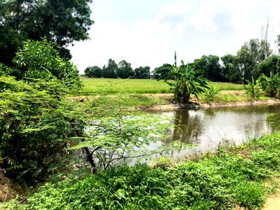 Land for sale : BANGPAIN   panakorn   seayutaya