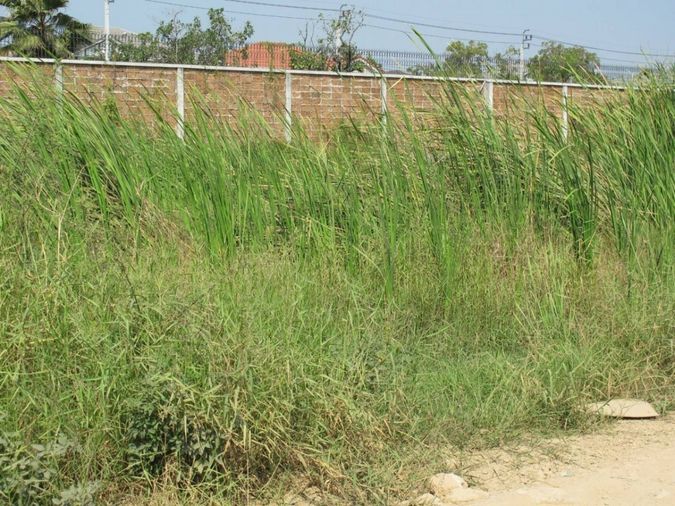 Land for sale, 468 sq wah, Sai Mai
