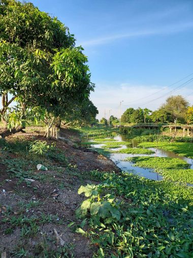 ขายที่ดิน 149 ตร.ว. เขตสะพานสูง