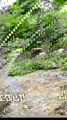 Land for sale Ko Phangan Surat Thani : Prime Land in Ko Pha-ngan Natural Paradise