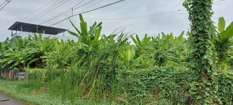 ขายที่ดิน 339 ตร.ว. เขตหนองแขม