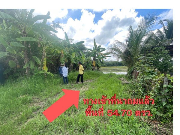 รูป ขายที่นาปลูกข้าว อ.ดอยสะเก็ด 7 ไร่ 108.9 ตรว. - รูปที่ 11/11