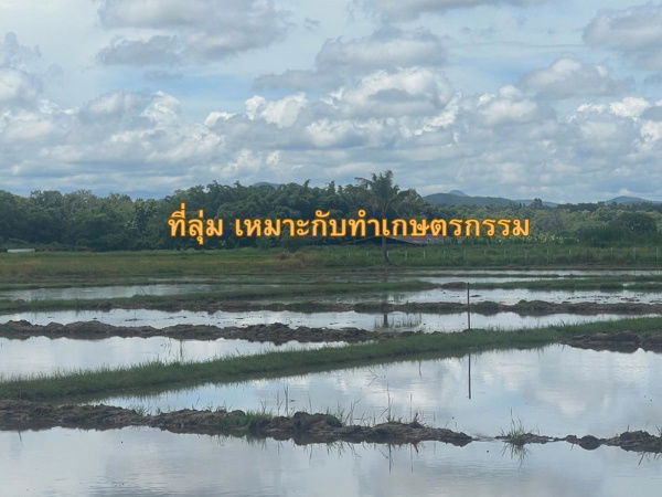 รูป ขายที่นาปลูกข้าว อ.ดอยสะเก็ด 7 ไร่ 108.9 ตรว. - รูปที่ 7/11