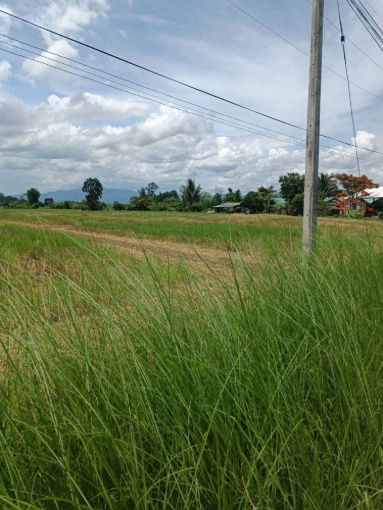 รูป ขายที่ดิน 14 ไร่ 37 ตร.ว. ติดถนน โฉนดครุฑแดง พร้อมโอน ใกล้สถานที่ท่องเที่ยว  อำเภอเวียงป่าเป้า จังหวัดเชียงราย - รูปที่ 8/8