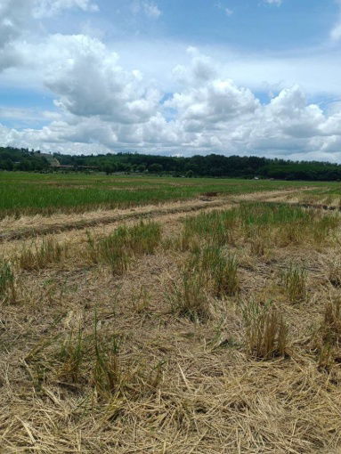 รูป ขายที่ดิน 14 ไร่ 37 ตร.ว. ติดถนน โฉนดครุฑแดง พร้อมโอน ใกล้สถานที่ท่องเที่ยว  อำเภอเวียงป่าเป้า จังหวัดเชียงราย - รูปที่ 2/8