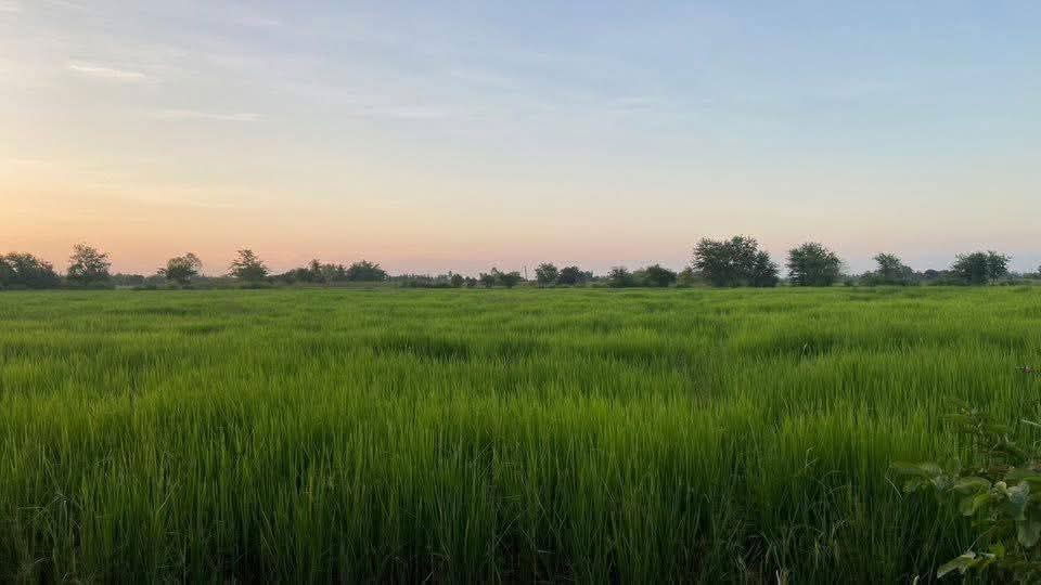 รูป ขายที่ดินตำบลพระพุทธอำเภอเฉลิมพระเกียรติจังหวัดนครราชสีมา ติดถนนเพชรมาตุคลา226  - รูปที่ 2/5