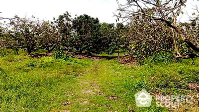 Land for sale : 5,004 m² Land for Sale in Nong Tong (ID 1442049)