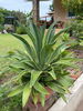 listing thumbnail image 13