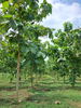 listing thumbnail image 13