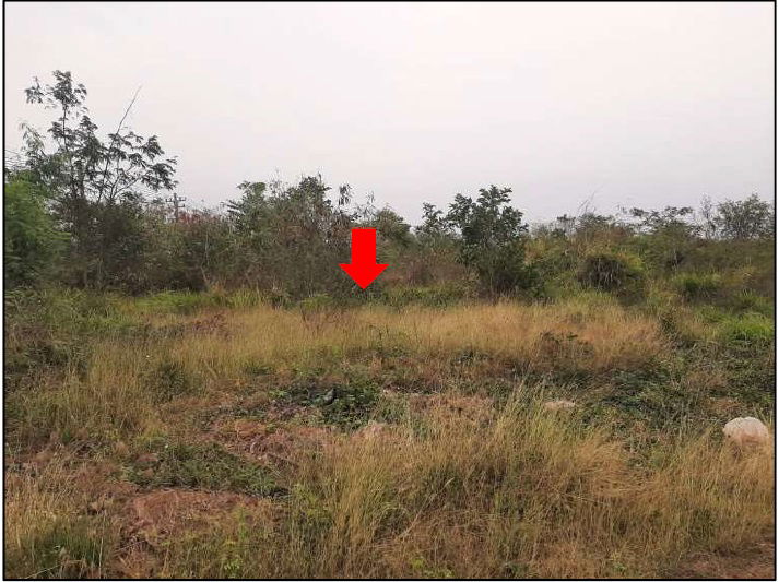 picture ที่ดินเปล่า 12111.2 square meter Chaiyaphum Phu Khieo O Lo for 10598000 THB - 11/18