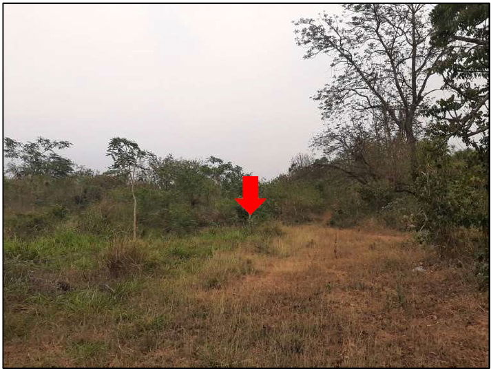 picture ที่ดินเปล่า 12111.2 square meter Chaiyaphum Phu Khieo O Lo for 10598000 THB - 13/18