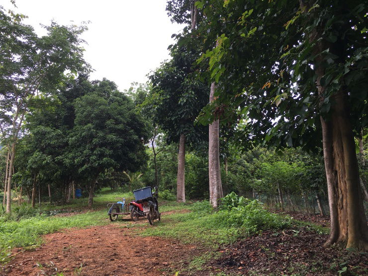 รูป ขายสวนเงาะอยู่หลังเซเว่นตลาดสดทุ่งช้าง น่าน - รูปที่ 21/23