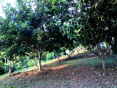 ที่ดิน น่าน : ขายสวนเงาะอยู่หลังเซเว่นตลาดสดทุ่งช้าง น่าน