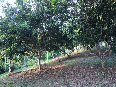 ขายสวนเงาะอยู่หลังเซเว่นตลาดสดทุ่งช้าง น่าน