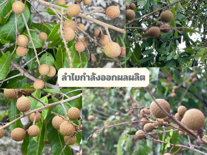 รูป ขายสวนลำไย 2 ไร่ 215 ตรว. ต.ทุ่งปี้ อ.แม่วาง จ.เชียงใหม่ - รูปที่ 8/10