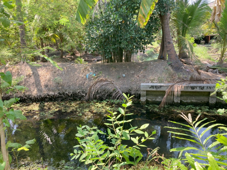 รูป ขาย ที่ดินสวนมะพร้าว  (จอมปลวก – ดอนมะโนรา) ใกล้อัมพวา จ.สมุทรสงคราม - รูปที่ 3/4