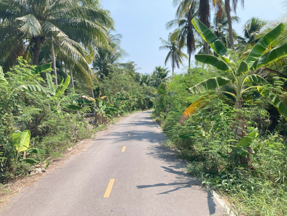 รูป ขาย ที่ดินสวนมะพร้าว  (จอมปลวก – ดอนมะโนรา) ใกล้อัมพวา จ.สมุทรสงคราม - รูปที่ 4/4