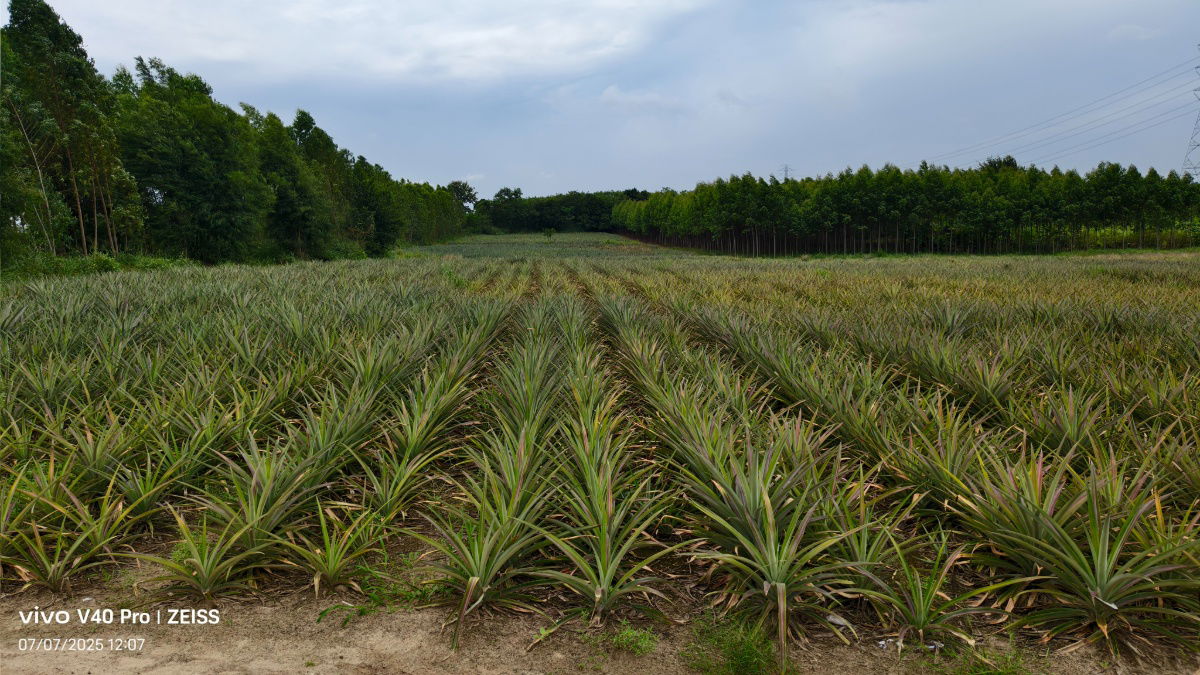 picture Good location Land for sale by Owner - 10/14