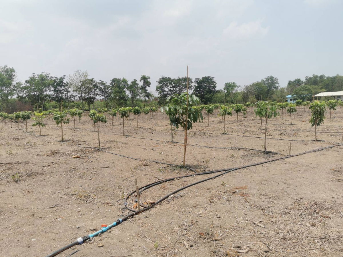 picture Cheap land plots in the project for sale, lower than appraised price - 4/9