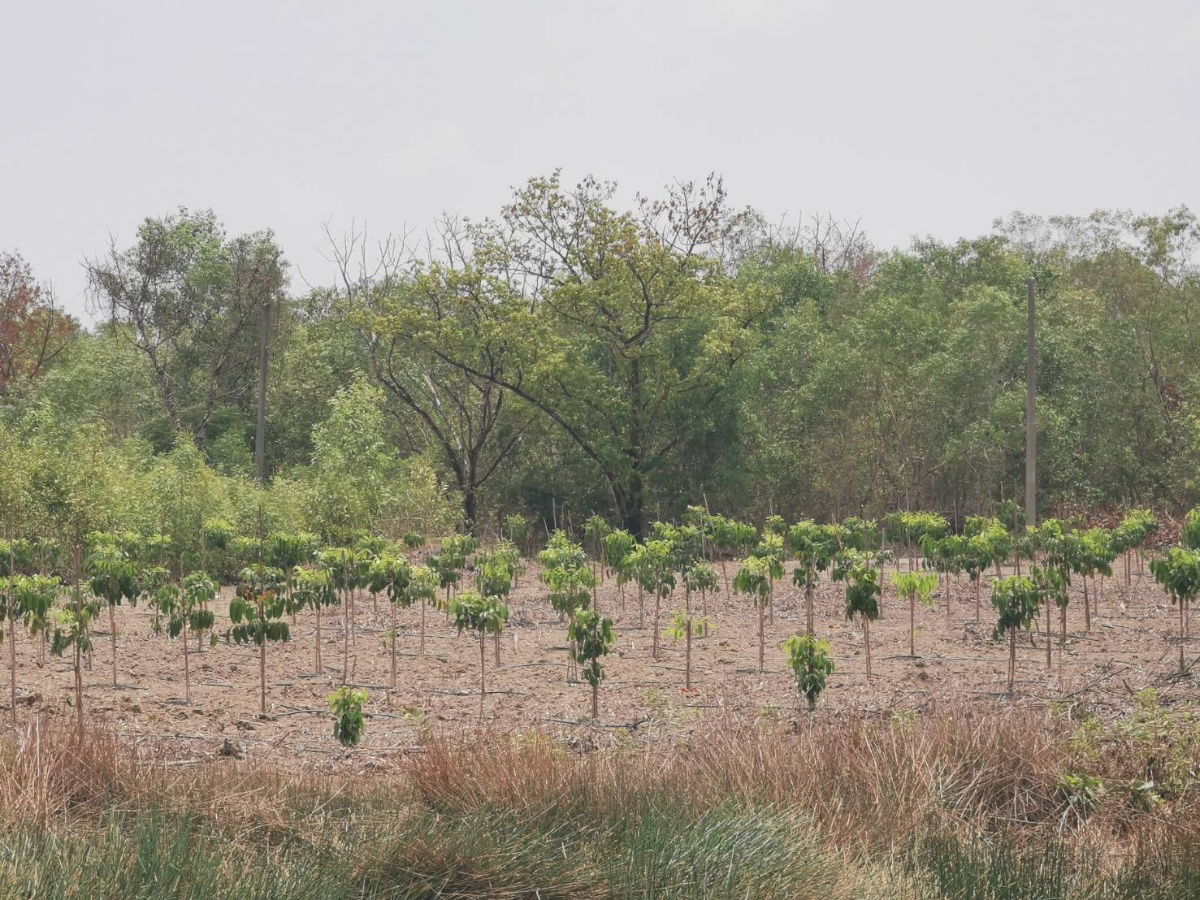 picture Cheap land plots in the project for sale, lower than appraised price - 3/9