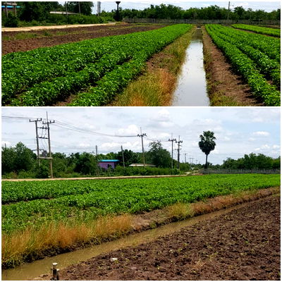 ที่ดิน บางเลน นครปฐม : ที่ดินเปล่า 5 ไร่ 246 ตร.วา เหมาะทำสวนเกษตร ที่สวย ใกล้กรุงเทพฯ