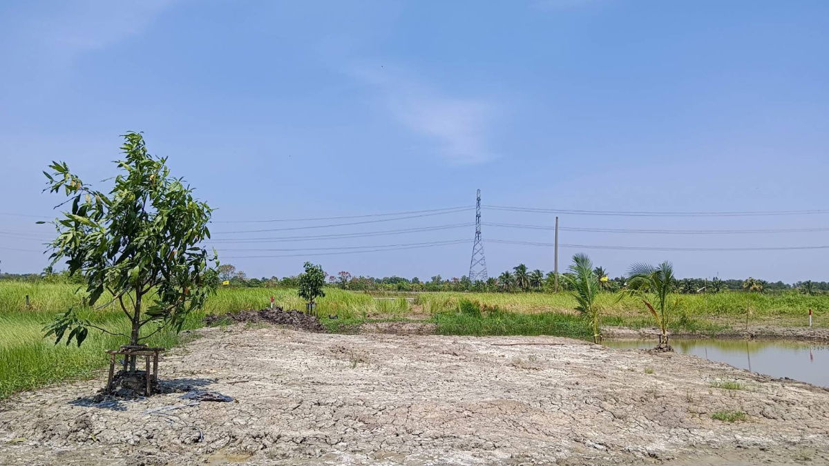 รูป ขายที่ดิน สวนทางเข้า อบต.ดอนฉิมพลี ต.ดอนฉิมพลี อ.บางน้ำเปรี้ยว ฉะเชิงเทรา - รูปที่ 3/11
