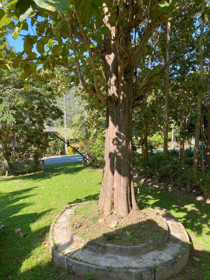 รูป บ้านสไตล์ล้านนา บรรยากาศร่มรื่น อำเภอดอยสะเก็ด ตำบลแม่โป่ง จ.เชียงใหม่ - รูปที่ 2/11