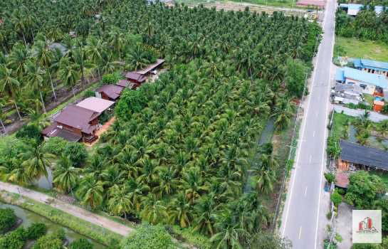 รูป ขาย ที่ดิน ทำเลดี ใกล้ถนนใหญ่ ดอนมะโนราห์ อ.บางคนที จ.สมุทรสงคราม 3 ไร่ 18.4 ตรว พร้อมต้นมะพร้าวน้ำหอม - รูปที่ 11/12