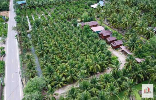รูป ขาย ที่ดิน ทำเลดี ใกล้ถนนใหญ่ ดอนมะโนราห์ อ.บางคนที จ.สมุทรสงคราม 3 ไร่ 18.4 ตรว พร้อมต้นมะพร้าวน้ำหอม - รูปที่ 10/12