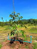 listing thumbnail image 5