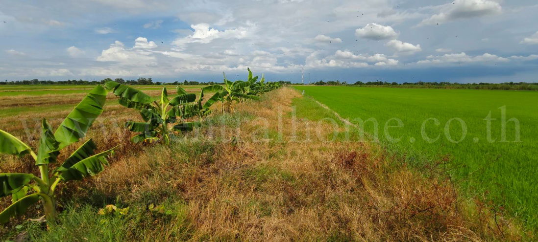 รูป ที่ดินเปล่า 4 ไร่ 28.3 ตร.วา บางเลน นครปฐม ราคาถูก - รูปที่ 8/10