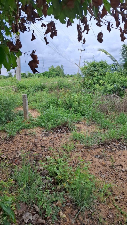 รูป ขายที่ถมแล้ว ขายถูก ใกล้ถนนทางหลวง 3025 ( ท่าข้าม-สระสี่เหลี่ยม ) เนื้อที่  200  ตรว. ต.ท่าข้าม อ.พนัสนิคม จ.ชลบุรี - รูปที่ 1/3