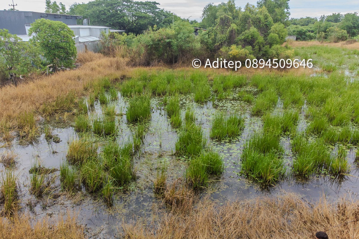 picture Urgent sale! Vacant land 317 sq.w. Khlong Yong-Phutthamonthon, good price close to appraisal price, near Mahidol, Salaya - 12/17