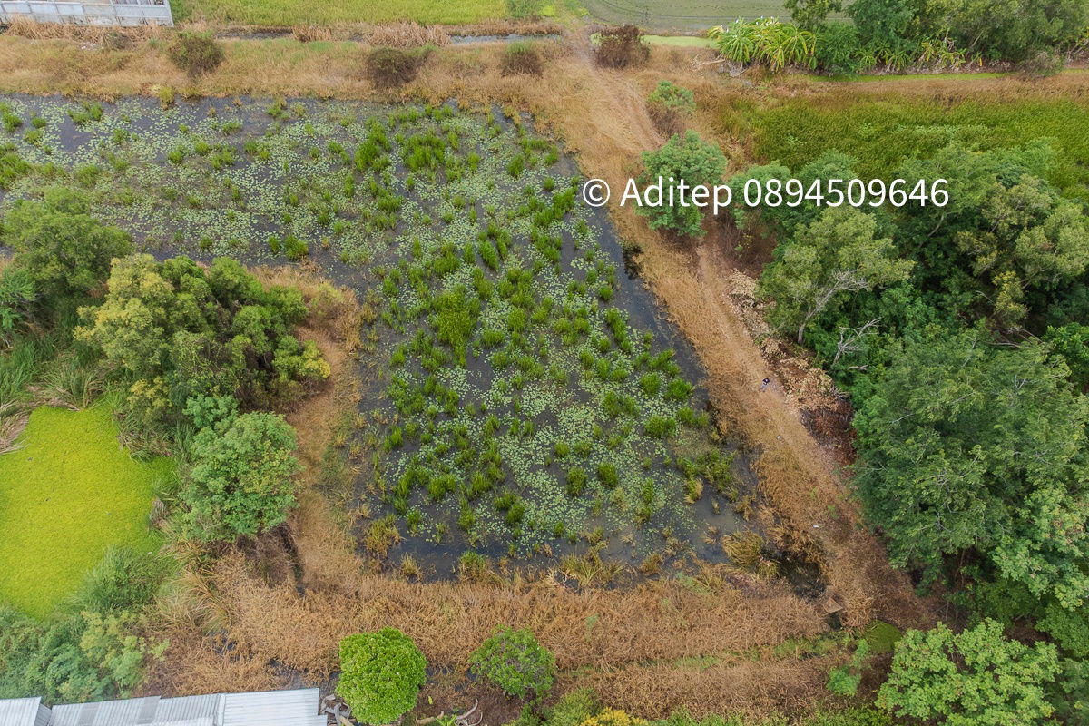 picture Urgent sale! Vacant land 317 sq.w. Khlong Yong-Phutthamonthon, good price close to appraisal price, near Mahidol, Salaya - 10/17
