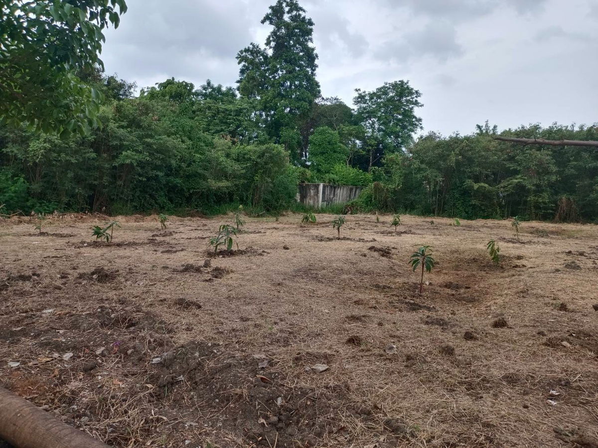 รูป ขาย ที่ดิน 195 ตร.ว. หมู่บ้านเรืองอนันต์  ซอย เพรชเกษม 64 บางเเค  - รูปที่ 2/17