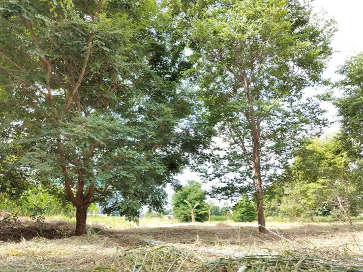 picture House for sale with land, located in a community, water and electricity ready, Lao Khwan District, Kanchanaburi Province - 9/12