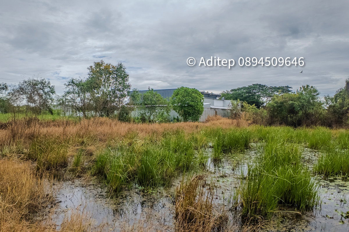 picture Urgent sale! Vacant land 317 sq.w. Khlong Yong-Phutthamonthon, good price close to appraisal price, near Mahidol, Salaya - 16/17