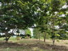 listing thumbnail image 11