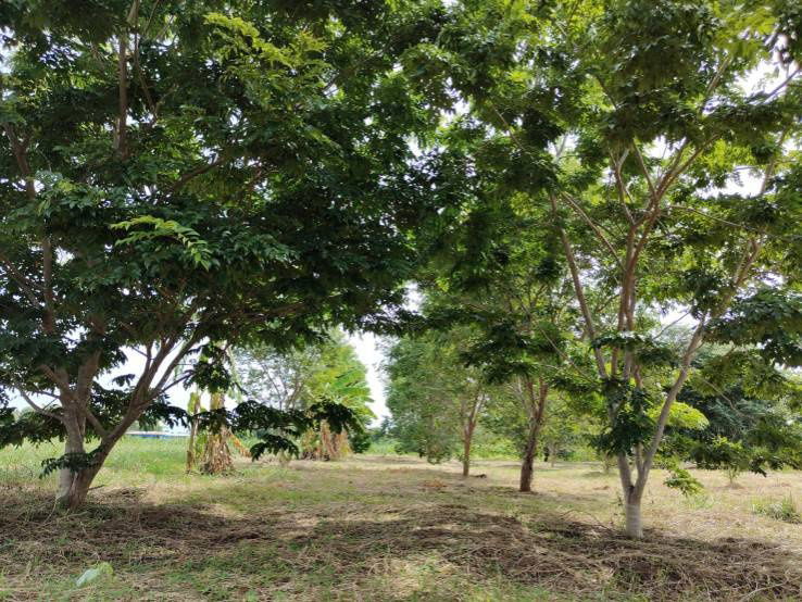 picture House for sale with land, located in a community, water and electricity ready, Lao Khwan District, Kanchanaburi Province - 12/12