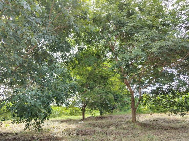 picture House for sale with land, located in a community, water and electricity ready, Lao Khwan District, Kanchanaburi Province - 8/12