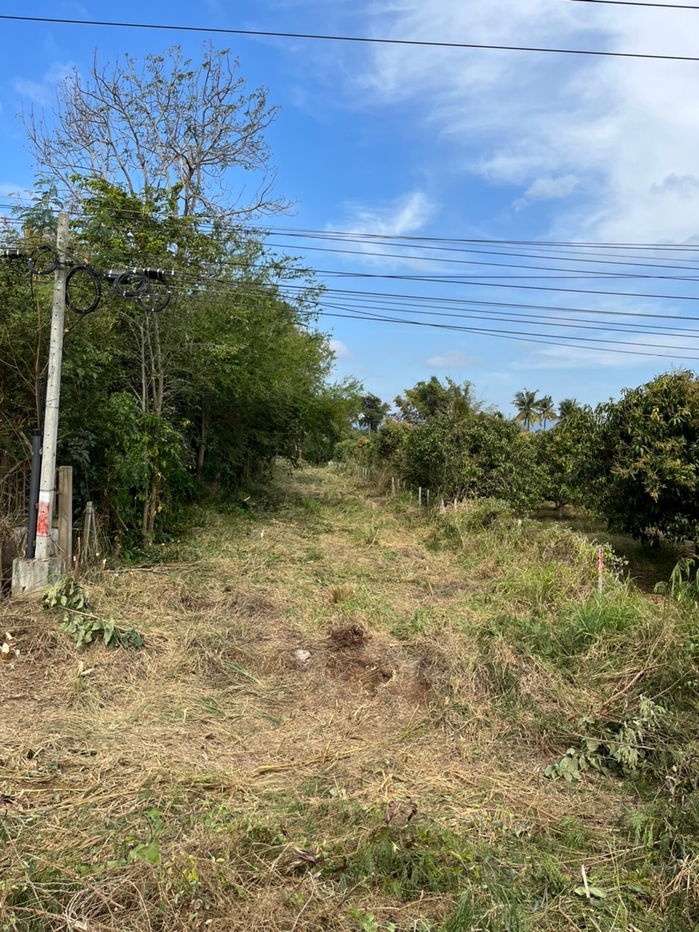 รูป ขายที่ดินทำเลทอง เขาใหญ่ หนองสาหร่าย 50 ไร่ ราคาไร่ละ 1.5 ล้านบาทเท่านั้น ที่ดินครุฑแดง  - รูปที่ 3/7