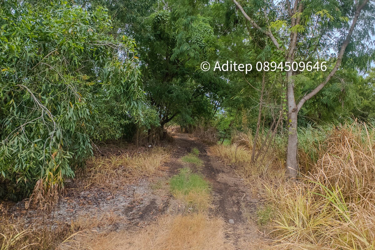 picture Urgent sale! Vacant land 317 sq.w. Khlong Yong-Phutthamonthon, good price close to appraisal price, near Mahidol, Salaya - 14/17